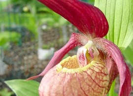cyp ventricosum a